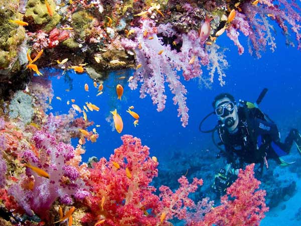 Diving day trips to Racha Islands