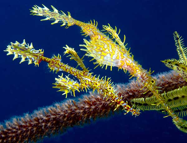 Ornate ghost pipefish Phuket diving day trips