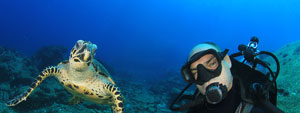 Phi Phi diving day trips from Phuket