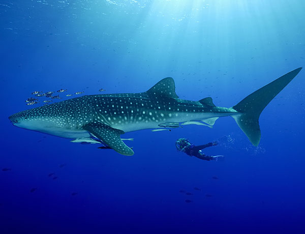 Whale shark scuba diving Phuket