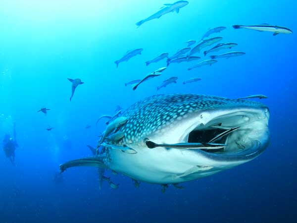 Similan liveaboards whale shark