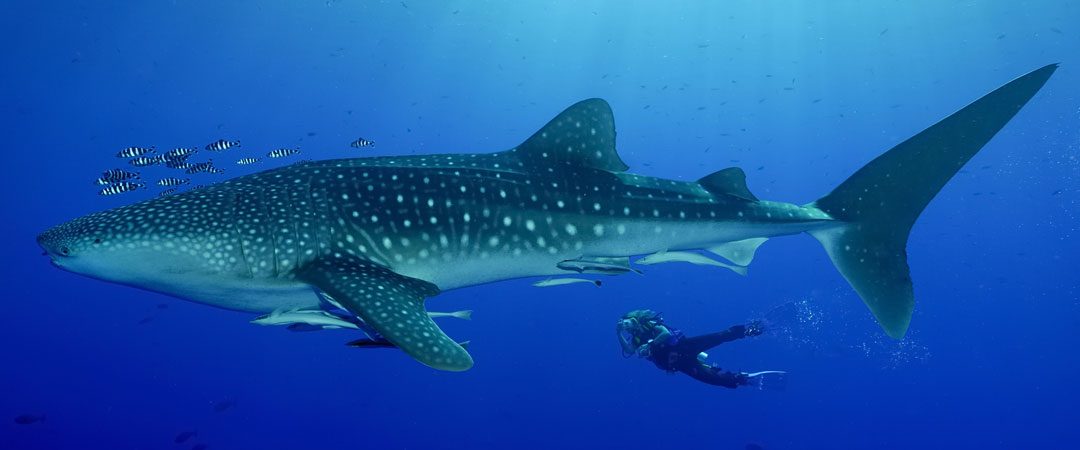 Diving with Whale Sharks in Thailand