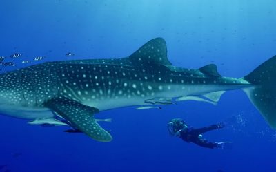 Diving with Whale Sharks in Thailand