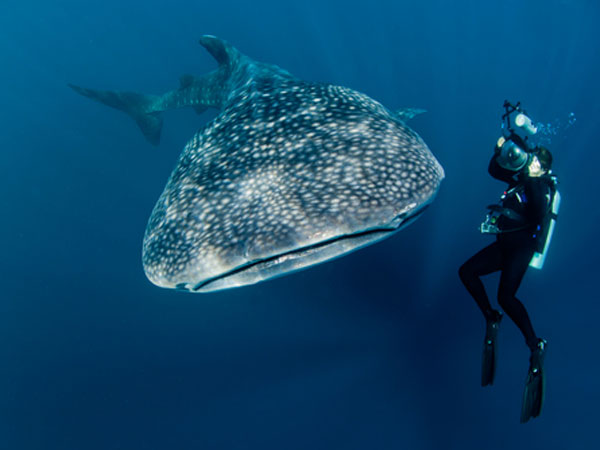 PADI Rescue Course Phuket